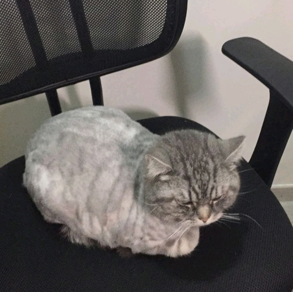 Meet your Posher, Patricia